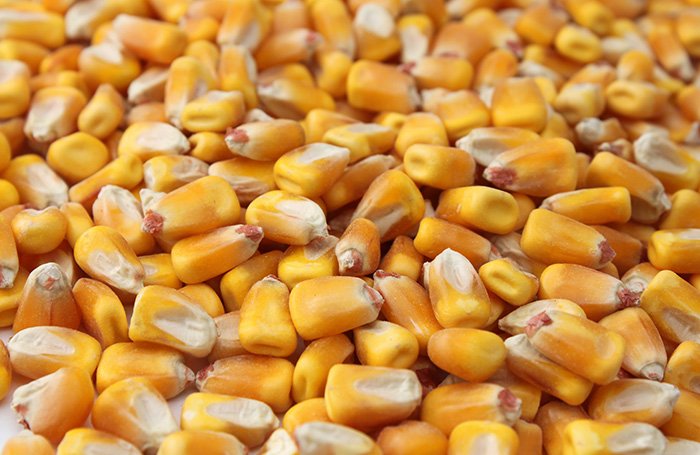 High quality cp maize from Myanmar, suitable for poultry