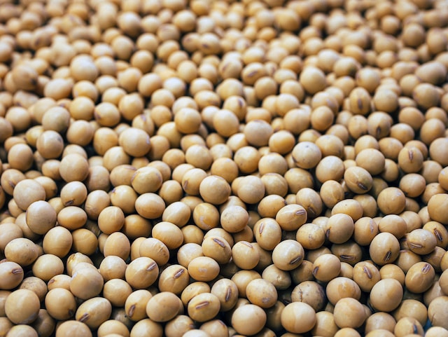 Premium non-gmo soybean product for export